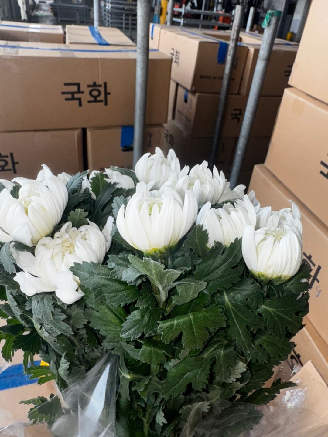 출하를 기다리는 국화 박스